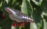 Clipper Parthenos sylvia