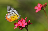 Painted Jezebel (Delias hyparete)