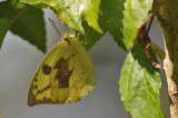 The Lemon Emigrant, (Catopsilia pomena)