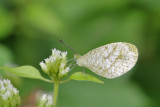 Psyche (Leptosia nina)