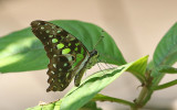 Tailed Jay Graphium agamemnon