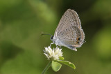Gram Blue (Euchrysops cnejus)