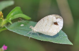 Psyche (Leptosia nina)