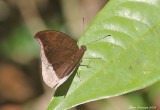 Grey Count (Tanaecia lepidea)