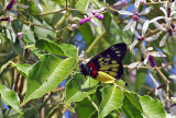 Red-based Jezebel (Delias pasithoe)