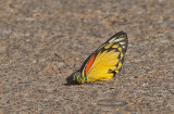 Red-spot Jezebel (Delias descombesi)