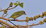 Coppersmith Barbet
