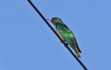 Emerald Cuckoo