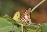 Chain Swordtail (Graphium aristeus)