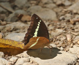 Red-spot Marquis (Euthalia recta monilis)