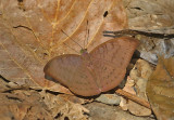 Plain Earl (Tanaecia jahnu)