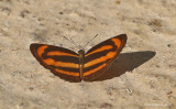 Small Yellow Sailer (Neptis miah)