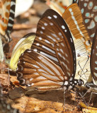 Lesser Zebra (Graphium macareus)