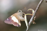Yellow Banded Awl (Hasora schoenherr)
