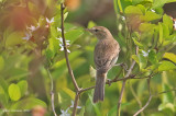 Booted Warbler