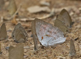 Sumatran Sunbeam (Curetis saronis)