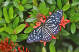 Common Mime Swallowtail (Papilio clytia)