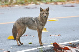 Golden Jackal