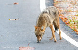 Golden Jackal