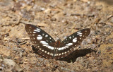 Blackvein Sergeant (Athyma ranga)