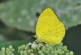 Common Grass Yellow (Eurema hecabe)