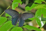 Spangle Swallowtail (Papilio protenor)