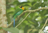 Long-tailed Broadbill