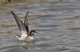 Red-necked Phalarope 