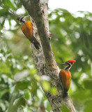 Greater Flameback