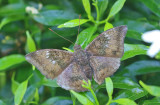 Common Baron (Euthalia aconthea)