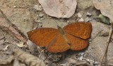 Common Castor Butterfly (Ariadne merione)