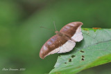 Lavender Count (Tanaecia cocytus)