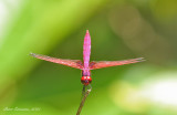 Crimson Dropwing (Trithemis aurora)