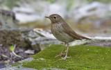 Rufous-tailed Robin