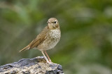 Rufous-tailed Robin