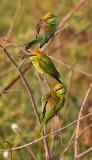 Green Bee-eater