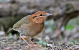 Rusty-naped Pitta