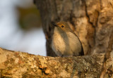 Slaty-backed Flycatcher