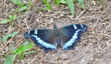 Blue Admiral (Kaniska canace)