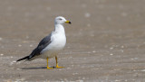 Black-tailed Gull