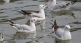 Black-headed Gull