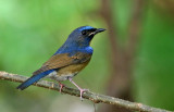 Chinese Blue Flycatcher
