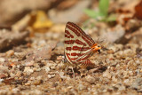 Long-banded Silverline (Cigaritis lohita)