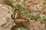 Little Banded Yaomen