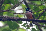 Black-yellow Broadbill