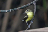 Yellow-rumped Flycatcher