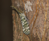 Pyrops condorinus 