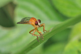 Giant Robber Flies Genus Promachus