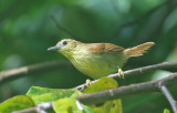 Pin-tailed Striped Tit-Babbler