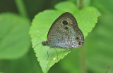 Common Three-Ring (Ypthima pandocus)